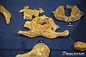 VBS_9113 - Museo Paleontologico - Asti
